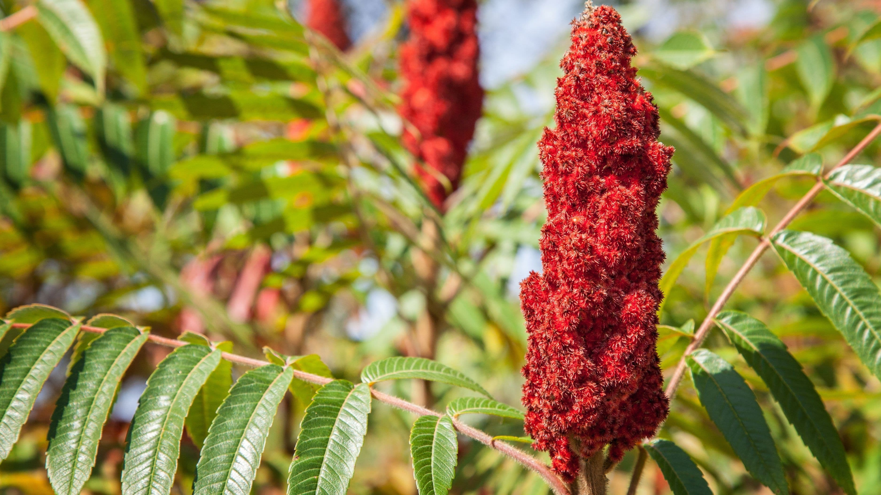 What Sumac Is and Why It Belongs in Your Pantry
