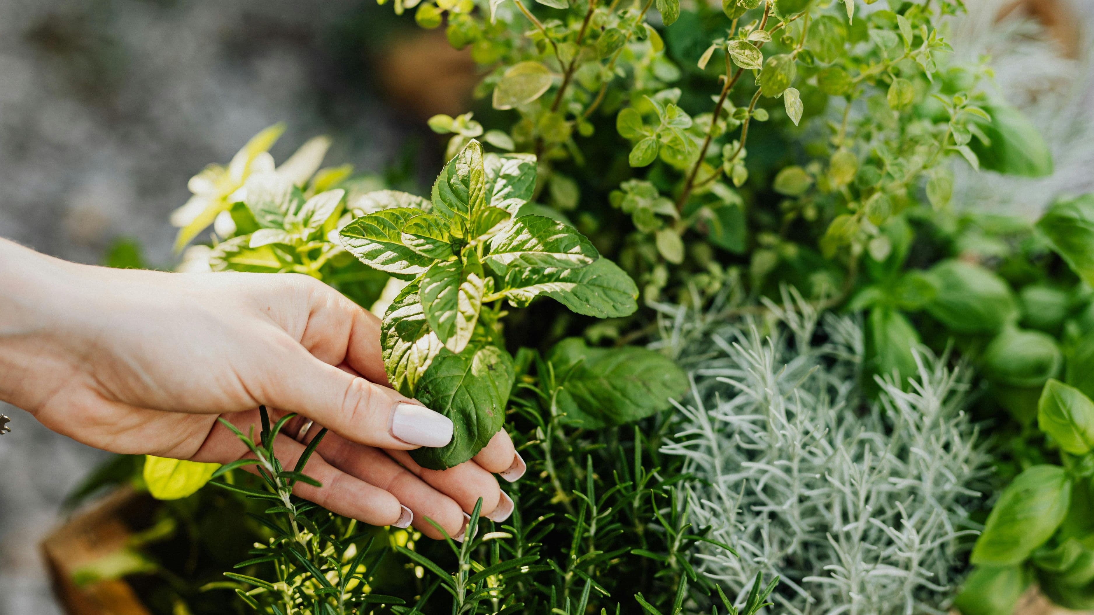 What to Do with Leftover Fresh Herbs Before They Die