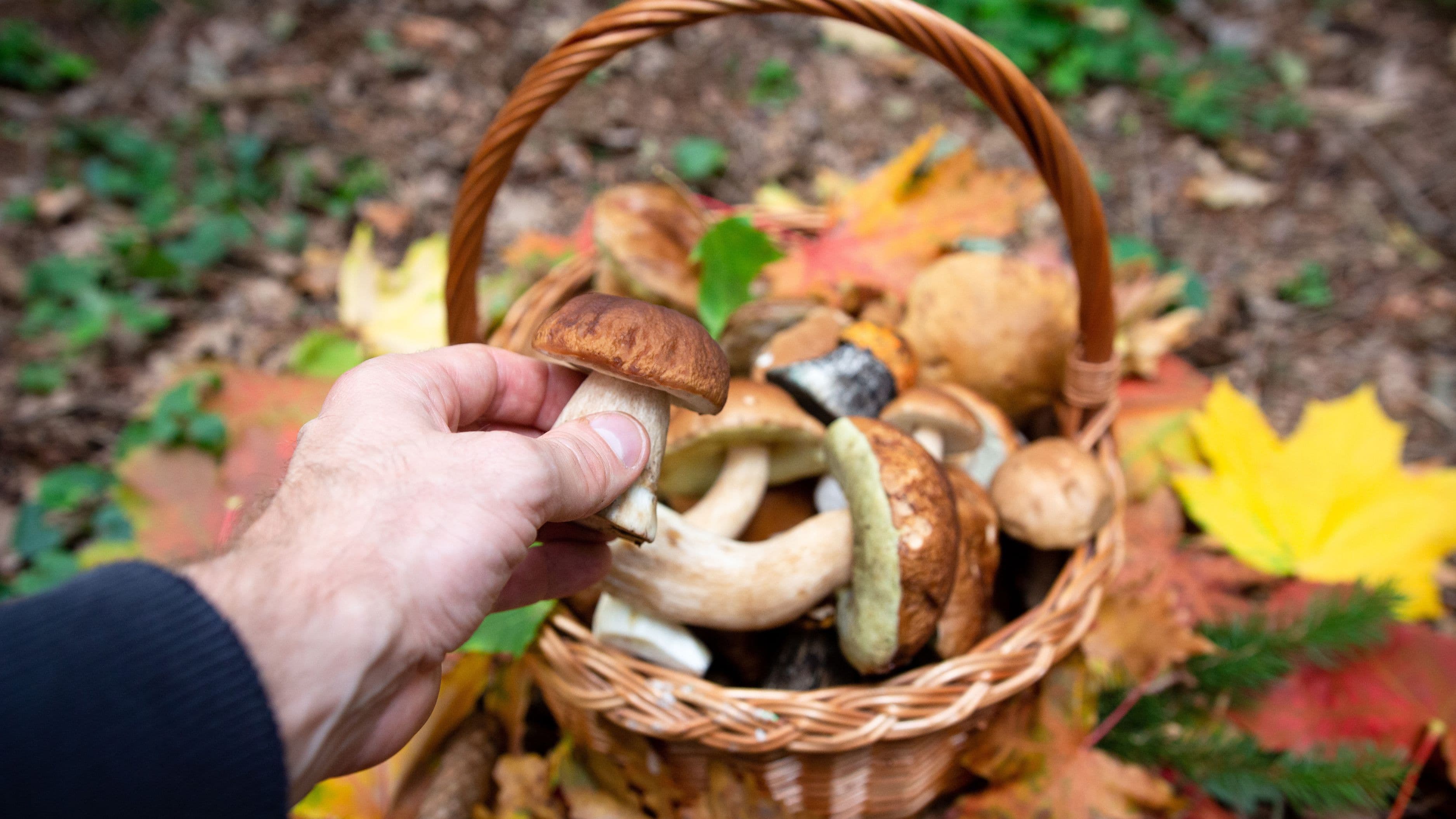 How to Pick the Right Mushroom for the Right Dish